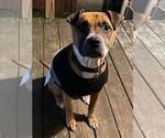 Small #2 Boxer Mix