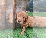 Small Photo #3 Goldendoodle Puppy For Sale in ELYRIA, OH, USA