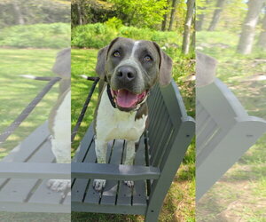 American Pit Bull Terrier-German Shorthaired Pointer Mix Dogs for adoption in Rockaway, NJ, USA