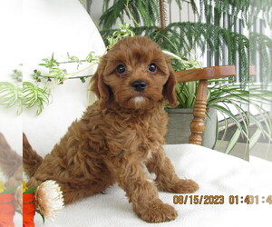 Cavalier King Charles Spaniel-Poodle (Toy) Mix Puppy for sale in SHILOH, OH, USA