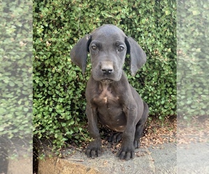 Great Dane Puppy for sale in SAN ANDREAS, CA, USA
