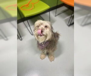 Miniature Schnauzer-Unknown Mix Dogs for adoption in Temple, TX, USA