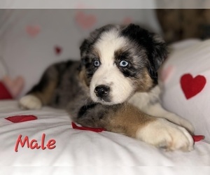 Australian Shepherd Puppy for Sale in NORTH BRANCH, Michigan USA