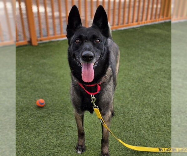 Medium Photo #1 Mutt Puppy For Sale in Las Vegas, NV, USA