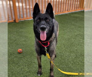 Mutt Dog for Adoption in Las Vegas, Nevada USA