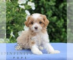 Small #3 Cavapoo