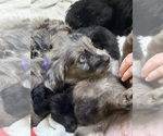 Puppy 2 F2 Aussiedoodle