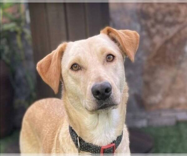 Medium Photo #1 Golden Retriever-Unknown Mix Puppy For Sale in Escondido, CA, USA