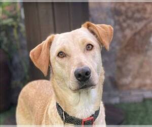 Golden Retriever-Unknown Mix Dogs for adoption in Escondido, CA, USA