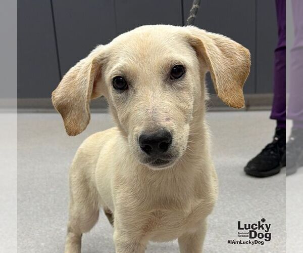Medium Photo #1 Dachsador Puppy For Sale in Washington, DC, USA