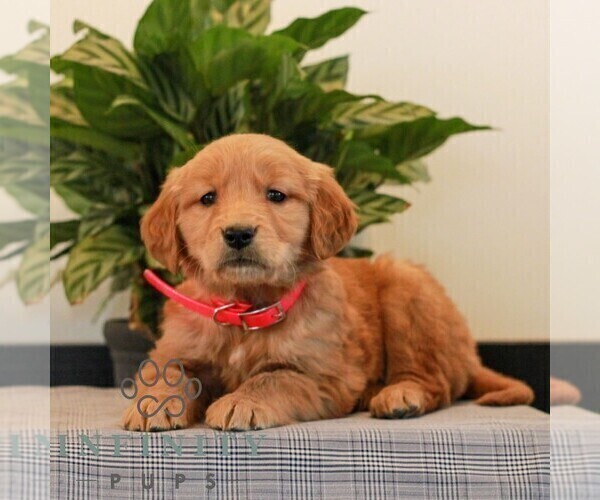 Medium Photo #4 Golden Retriever Puppy For Sale in LITITZ, PA, USA