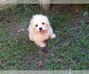 Shinese Puppy for sale in CARTHAGE, TX, USA