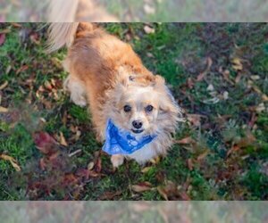 Pomeranian-Unknown Mix Dogs for adoption in Waco, TX, USA