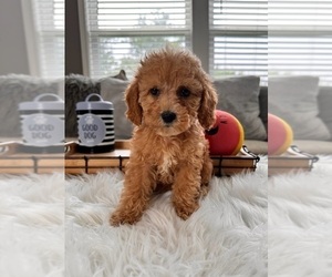 Cockapoo Puppy for sale in INDIANAPOLIS, IN, USA