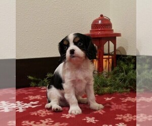Cavalier King Charles Spaniel Puppy for sale in SCOTTVILLE, MI, USA