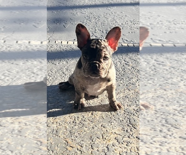 Medium Photo #11 French Bulldog Puppy For Sale in OCALA, FL, USA