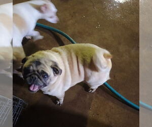 Pug Dogs for adoption in Bonifay, MO, USA