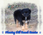 Small Miniature Australian Shepherd