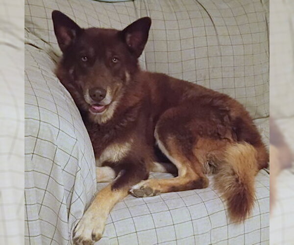 Medium Photo #1 Siberian Husky-Unknown Mix Puppy For Sale in Omaha, NE, USA