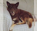 Small Siberian Husky Mix