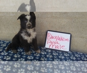 German Shepherd Dog Puppy for sale in LOGAN, OH, USA