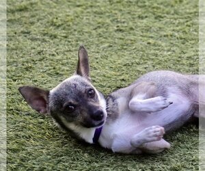 Ryan - Male Chihuahua Dog for Adoption - Photo #3