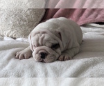 Small Photo #18 English Bulldog Puppy For Sale in CHARLESTON, SC, USA