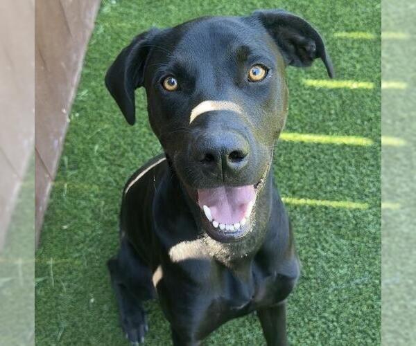Medium Photo #9 Labrador Retriever-Unknown Mix Puppy For Sale in San Diego, CA, USA
