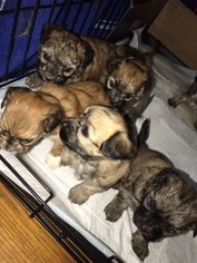 Morkie Puppy for sale in MILWAUKEE, WI, USA