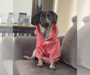 Bluetick Coonhound-Unknown Mix Dogs for adoption in pomfret, CT, USA