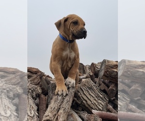 Rhodesian Ridgeback Puppy for Sale in MORONGO VALLEY, California USA
