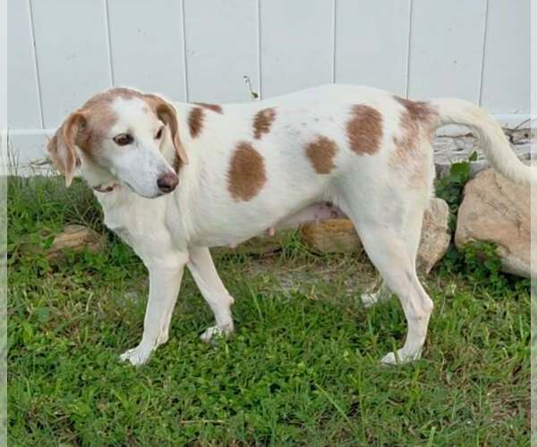 Medium Photo #4 Beagle-Unknown Mix Puppy For Sale in Tampa, FL, USA