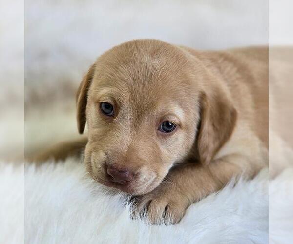 Medium Photo #1 Labrador Retriever Puppy For Sale in San Diego, CA, USA