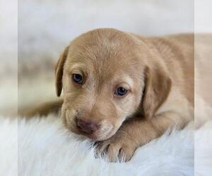 Labrador Retriever Dogs for adoption in San Diego, CA, USA