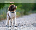 Small #9 Mutt