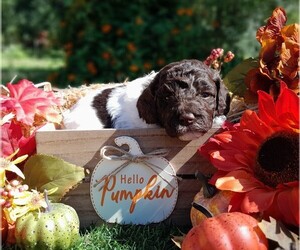 Labradoodle-Poodle (Miniature) Mix Puppy for sale in MILLVILLE, MN, USA