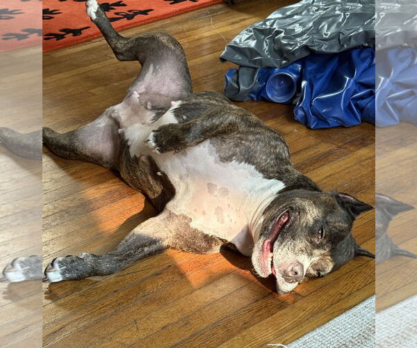 Medium Photo #7 Mutt Puppy For Sale in Philadelphia, PA, USA