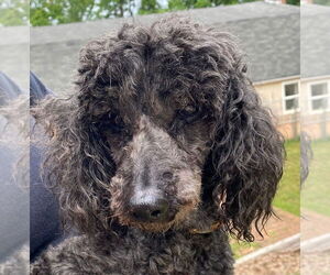 Poodle (Miniature) Dogs for adoption in Pacolet, SC, USA