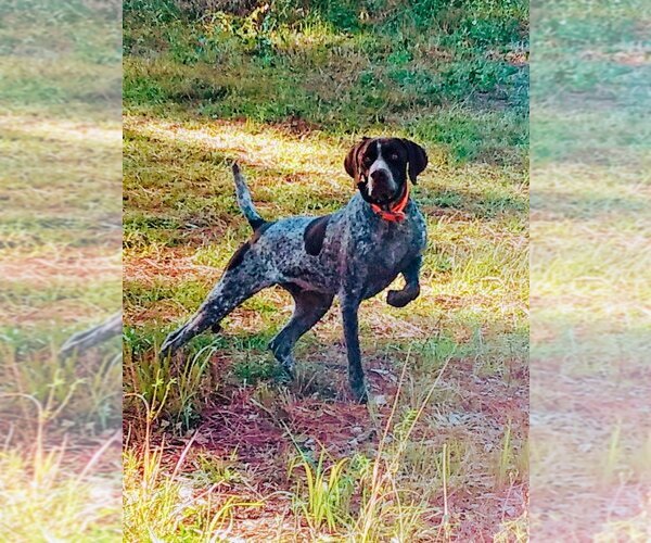 Medium Photo #1 German Shorthaired Pointer Puppy For Sale in DOTHAN, AL, USA