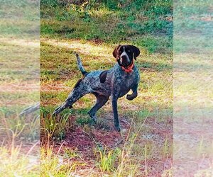 German Shorthaired Pointer Puppy for sale in DOTHAN, AL, USA