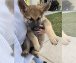 Small Photo #33 German Shepherd Dog Puppy For Sale in ROSHARON, TX, USA