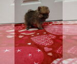Small #1 Pomeranian