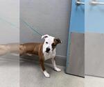 *BISCOTTI - Male Mutt Dog for Adoption - Small photo