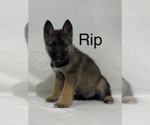 German Shepherd Dog-Siberian Husky Mix Puppy for sale in WEST PLAINS, MO, USA