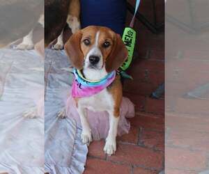 Beagle Dogs for adoption in Tucson, AZ, USA