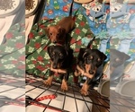 Small Photo #1 Dachshund Puppy For Sale in RIDGEFIELD, WA, USA