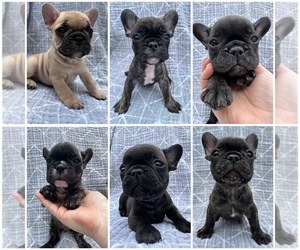 French Bulldog Puppy for Sale in BLOOMINGDALE, Illinois USA