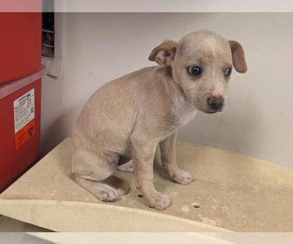 Medium Photo #1 Mutt Puppy For Sale in Corona, CA, USA
