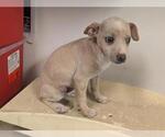 Small Mutt