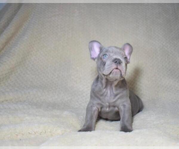Medium Photo #1 French Bulldog Puppy For Sale in COCONUT GROVE, FL, USA
